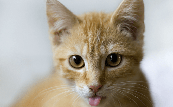 Wickr Helps You Mask Private Facebook Photos With Cat Images
