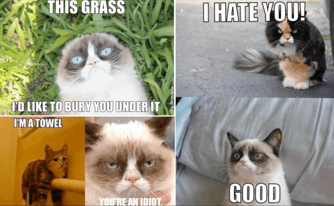 Best apps to help you create memes from your mobile device